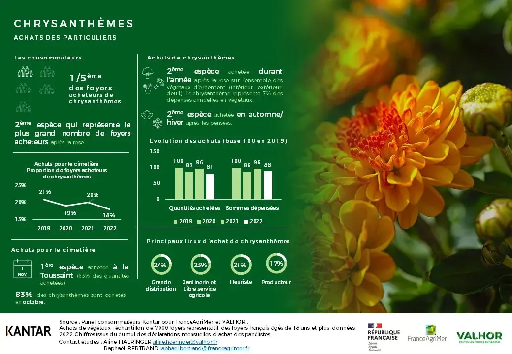 Infographie achats de chrysanthemes Kantar donnees 2022