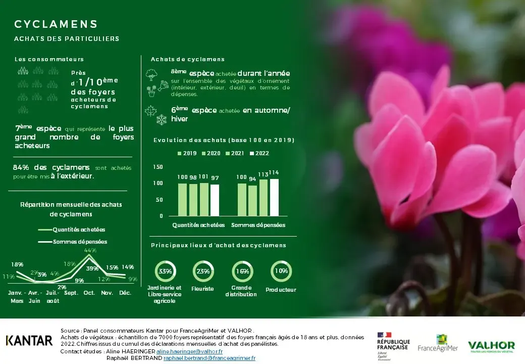 Infographie Achats de cyclamen Kantar donnees 2022